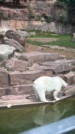„Páťáci objevovali krásy Zoo Norimberk“