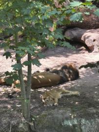 „Páťáci objevovali krásy Zoo Norimberk“