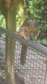 „Páťáci objevovali krásy Zoo Norimberk“